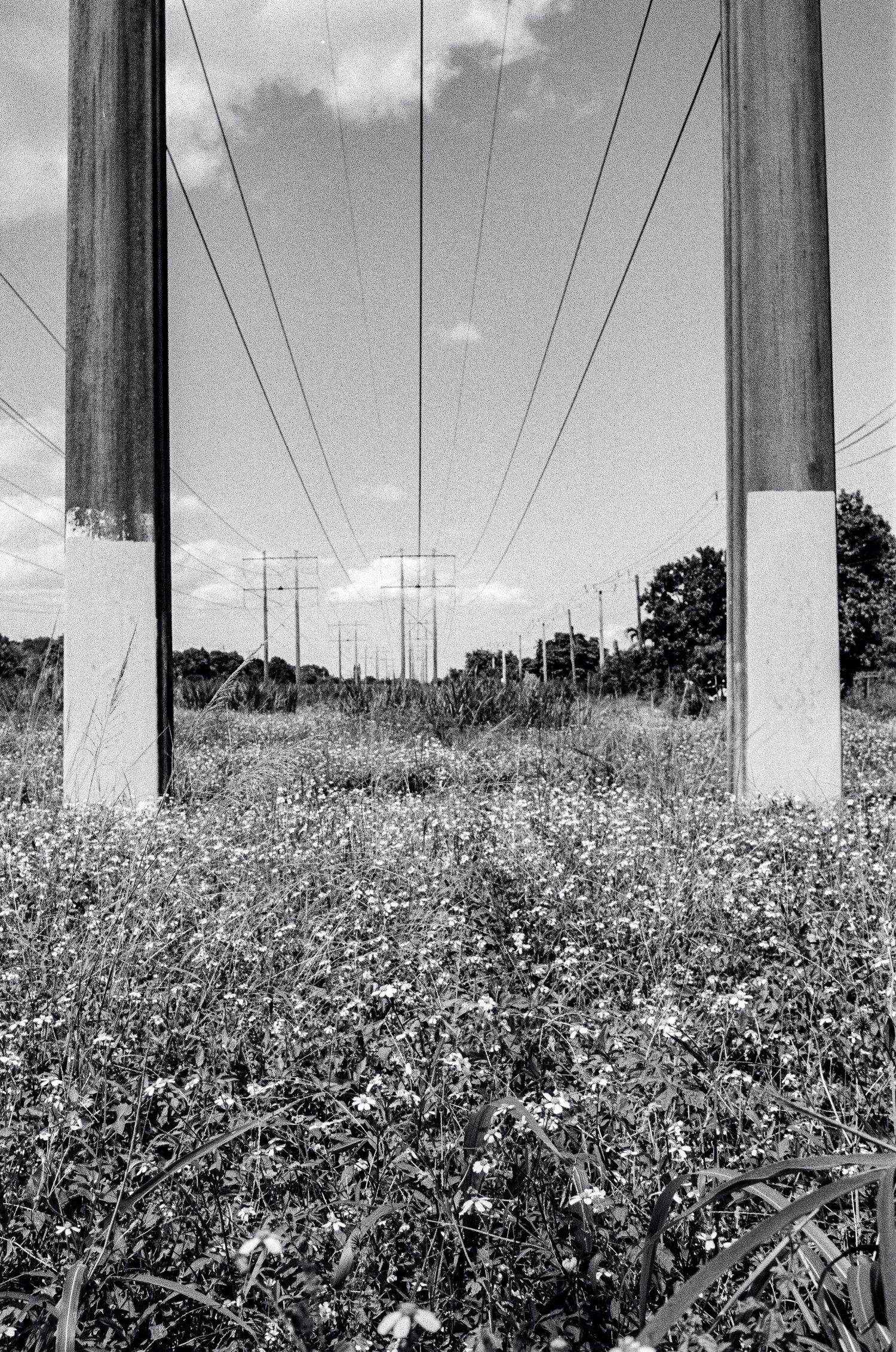 Black and white photo of tall concrete-based utility poles with power lines above a field of wildflowers and grass under a cloudy sky.