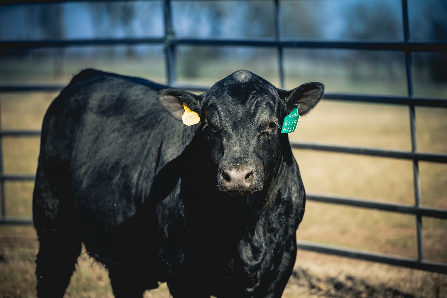Close-up of young black Angus calf with ear tags in metal pen.