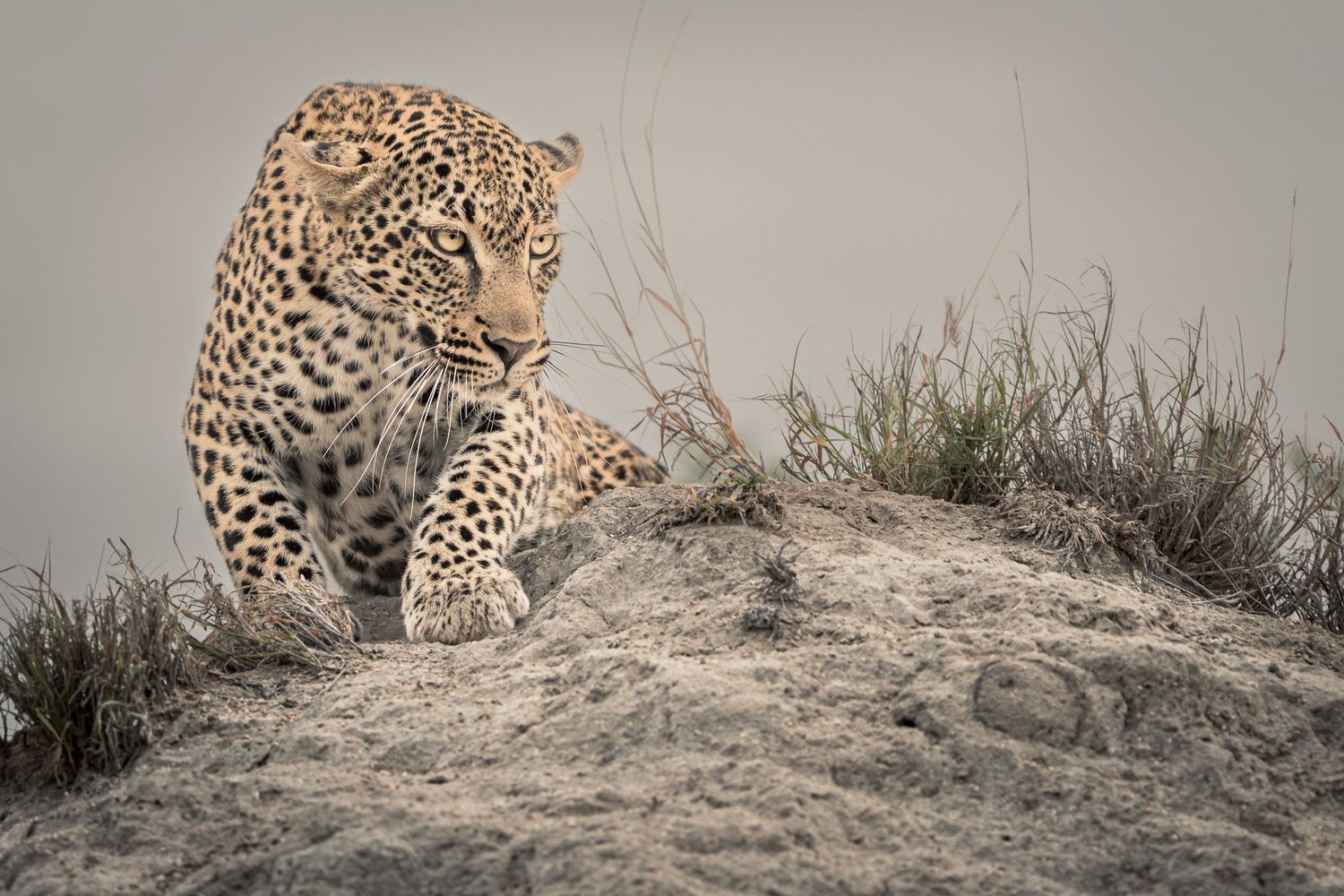 A leopard prowls along a rocky ridge in the African savanna during golden hour.