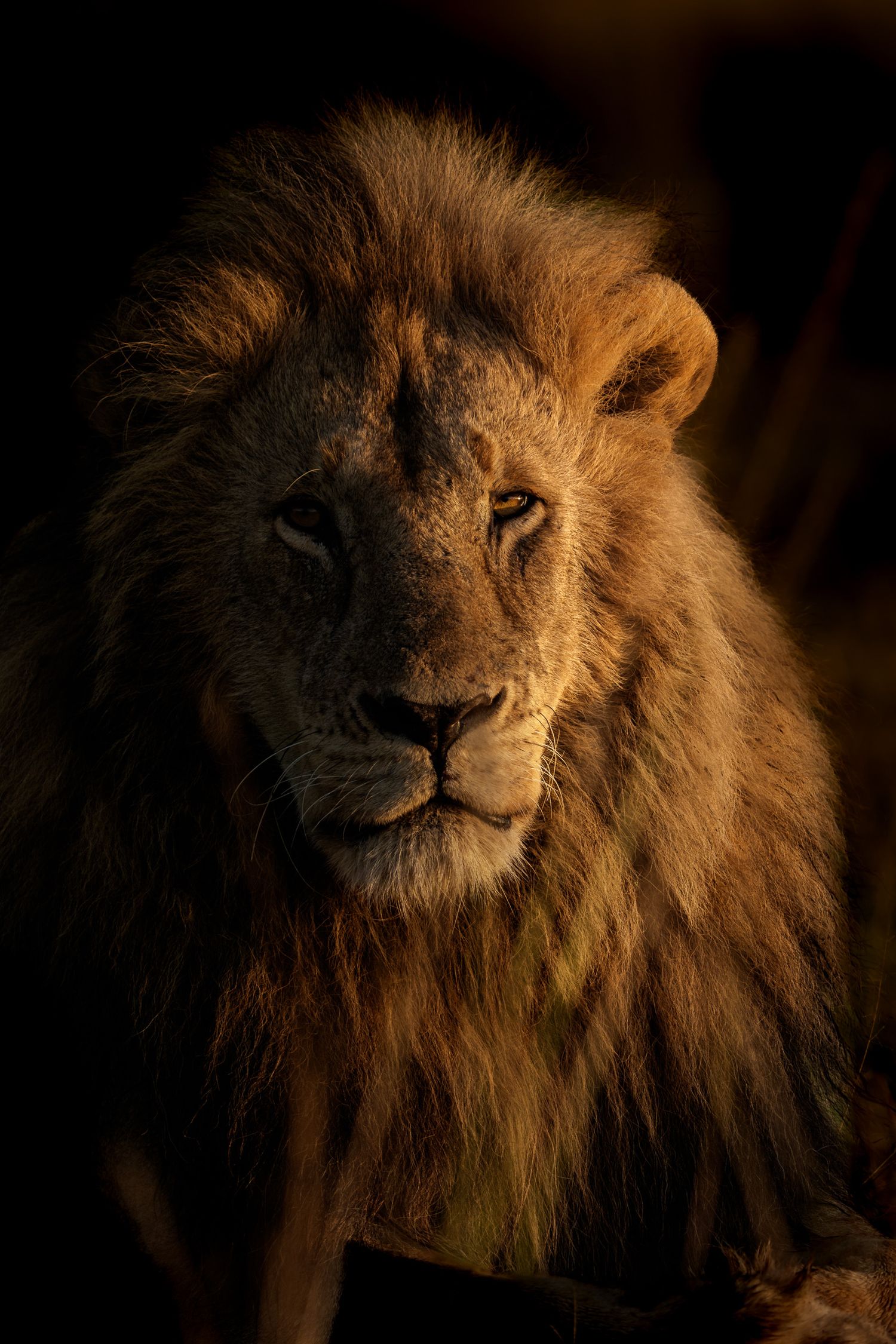 A majestic male lion with golden mane photographed in dramatic low light showing various facial expressions.