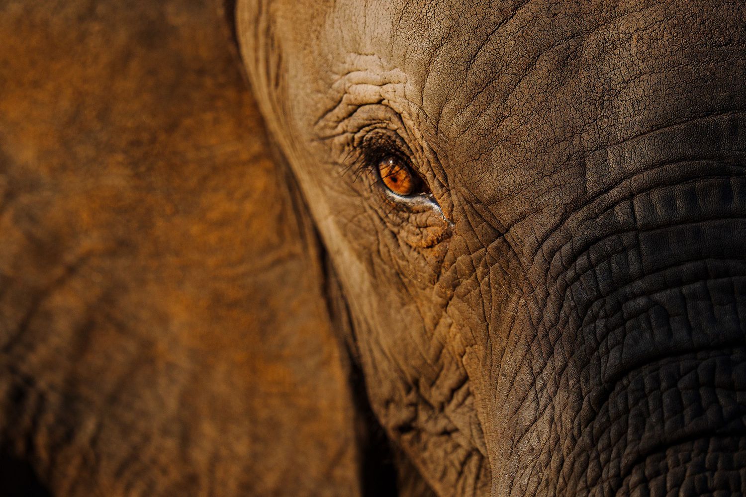 Close-up macro shot of an African elephant's eye and wrinkled skin in warm golden lighting.