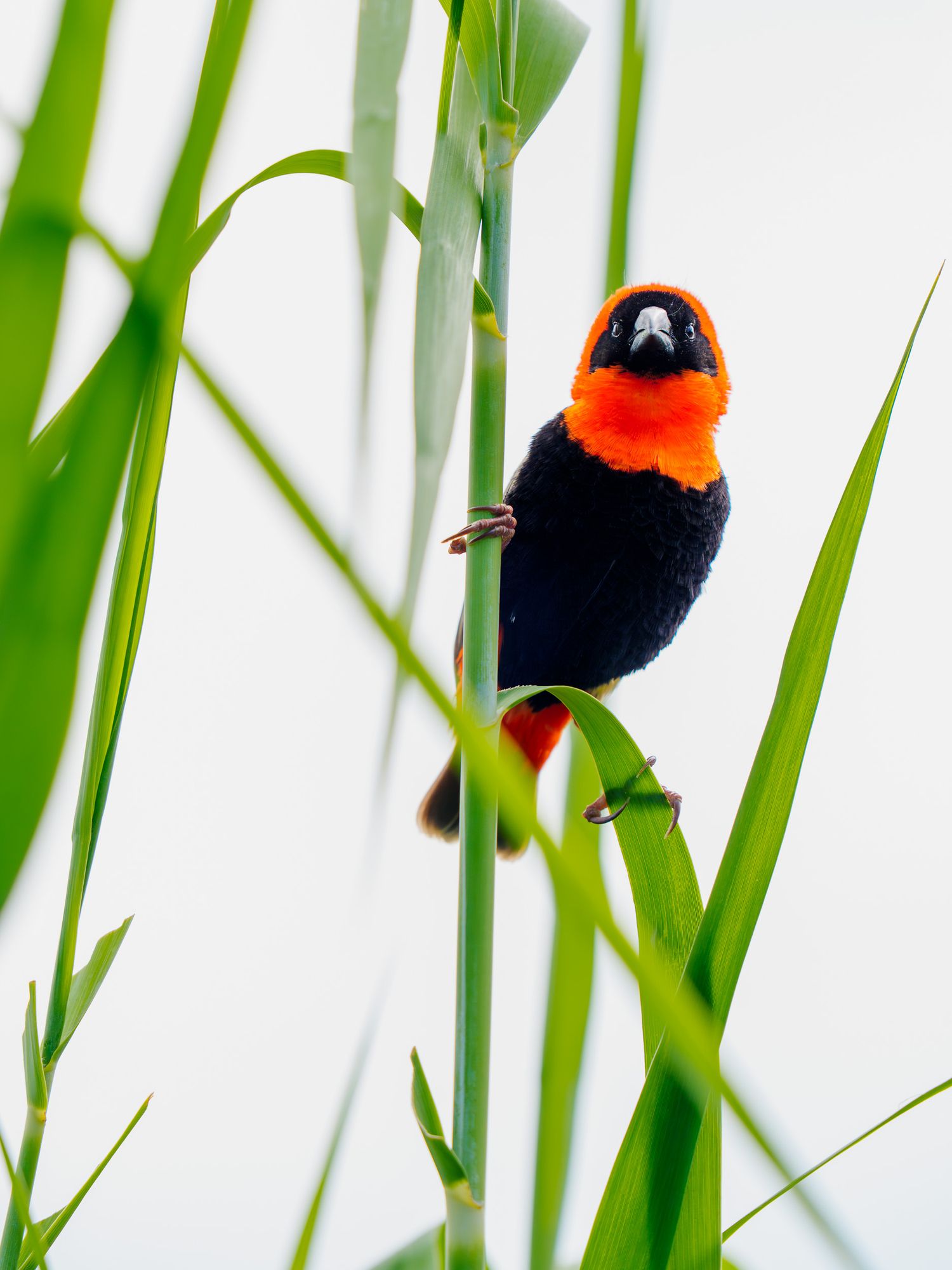 Red-capped cardinal perched among green reeds against a white background.