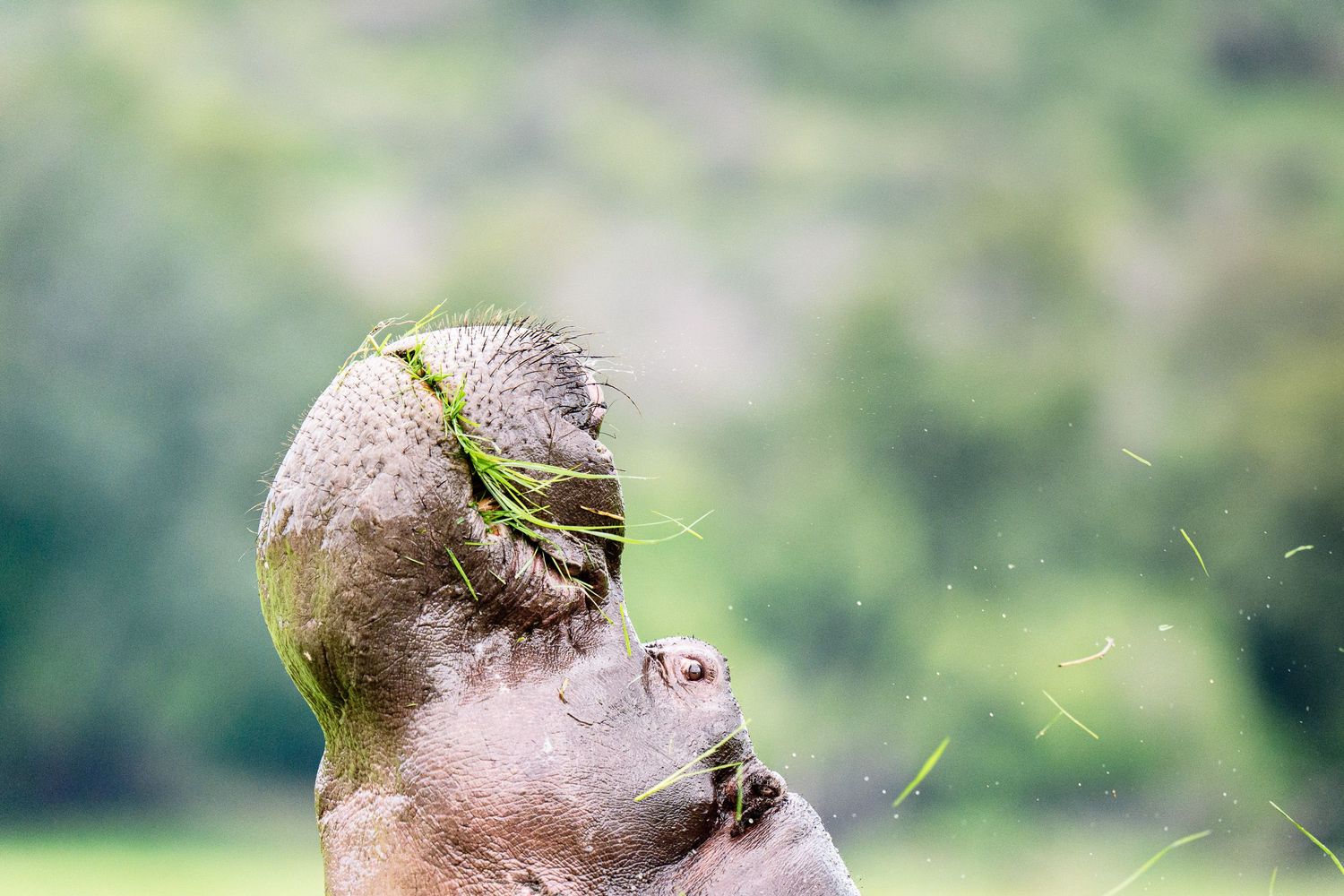 Close-up of a hippopotamus tossing grass into the air with its head against a lush green background.