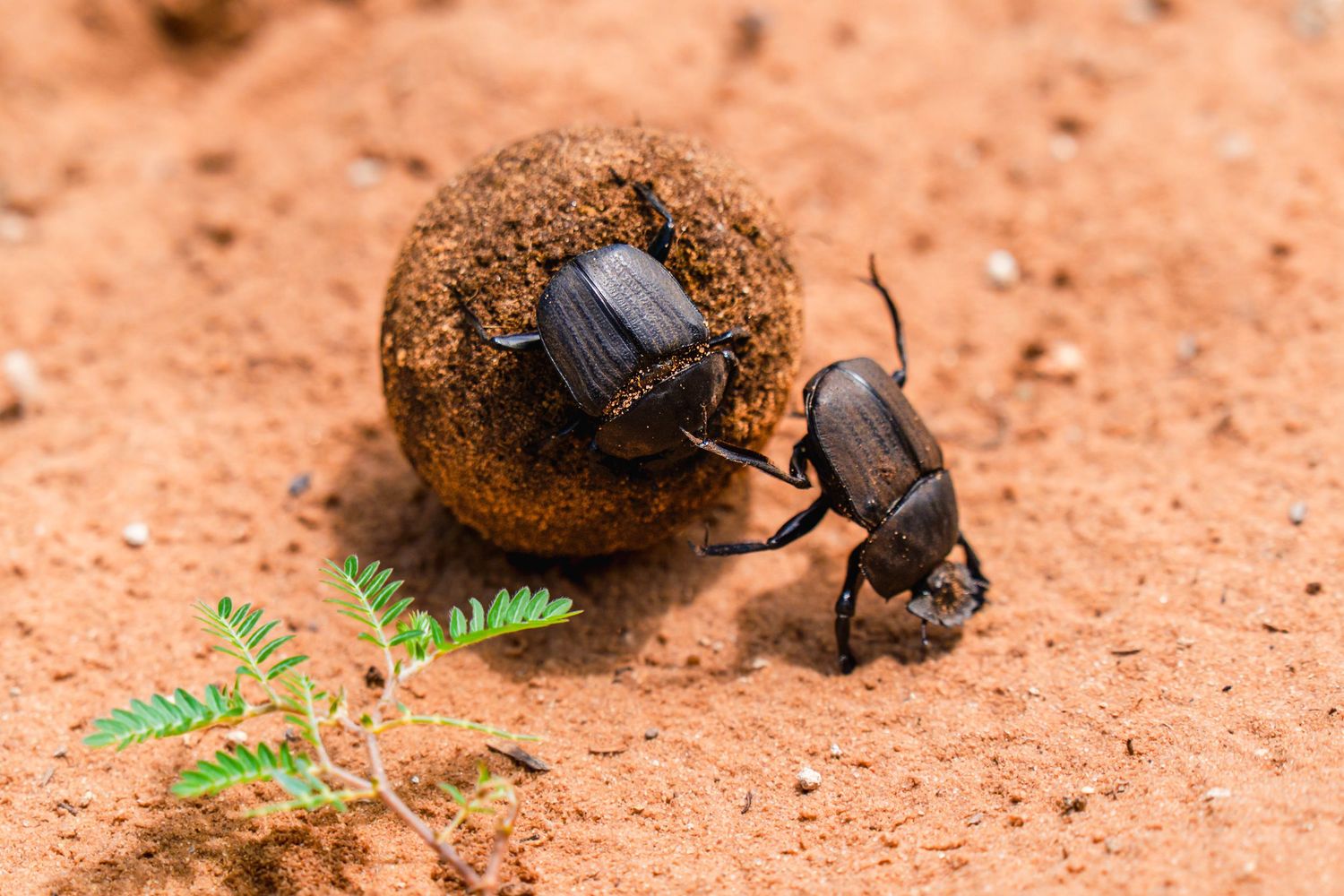 Two dung beetles rolling a large dung ball across red sandy soil near a small green plant.
