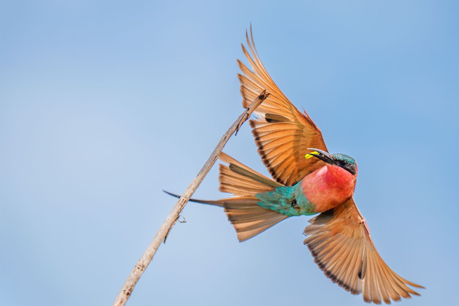 Colorful bee-eater bird in flight, wings spread wide, perched on a branch against a clear blue sky.