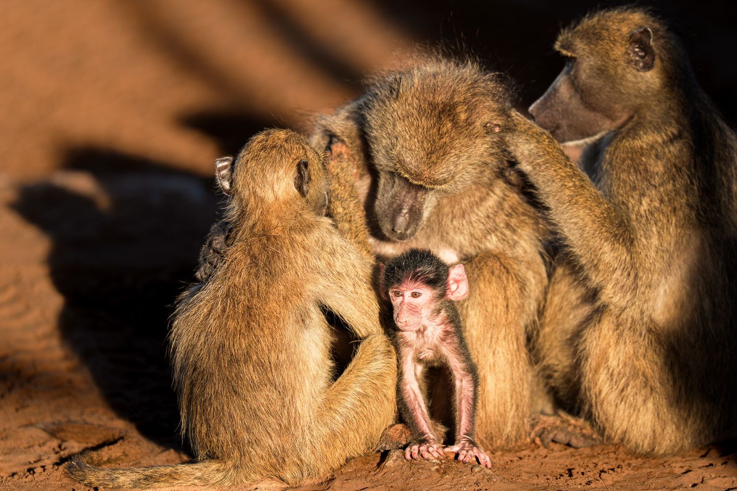 A group of adult baboons huddles together in warm sunlight, protectively surrounding a small baby baboon on red sandy ground.