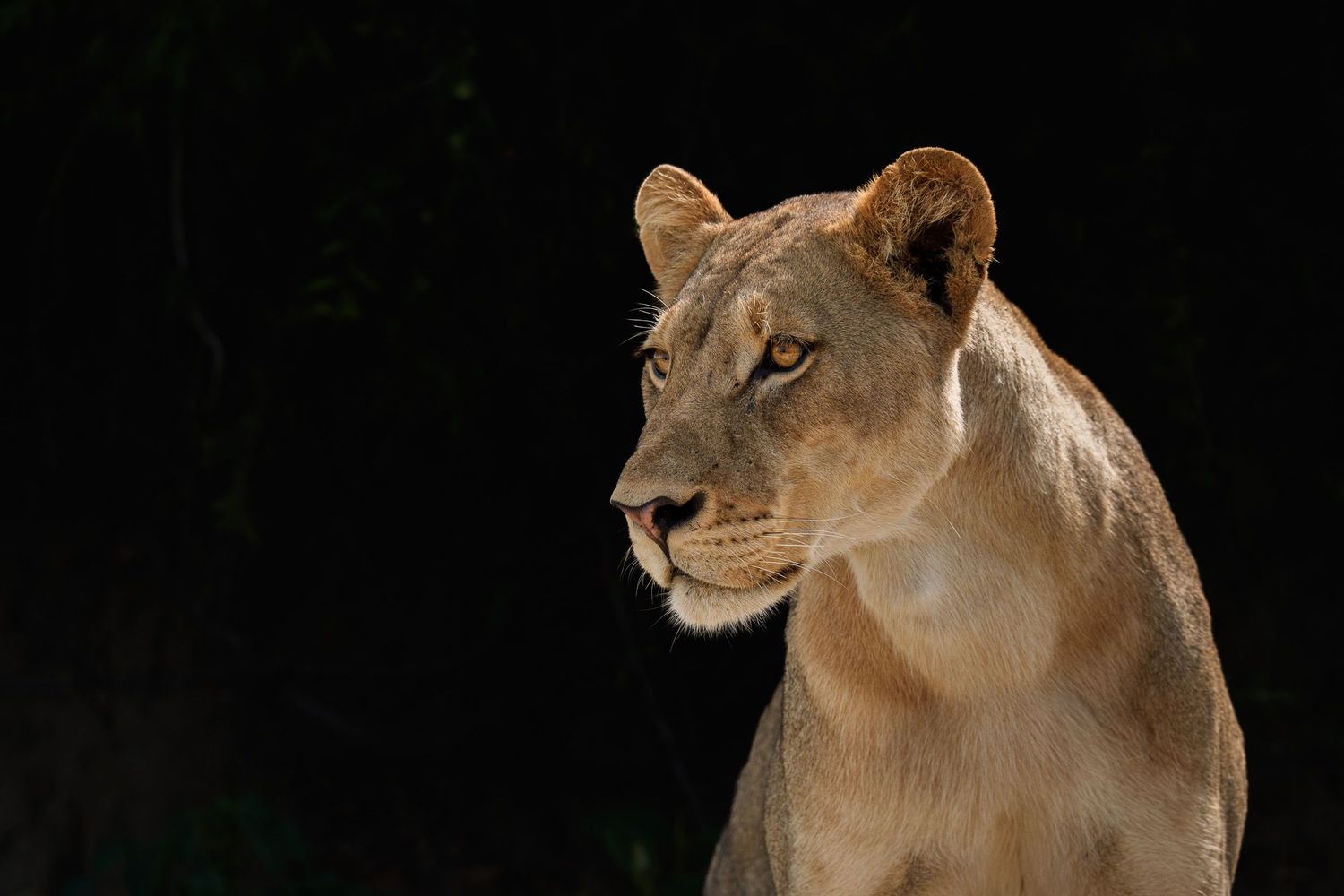 A majestic lioness gazes alertly into the distance, illuminated against a dark background in a stunning wildlife portrait.