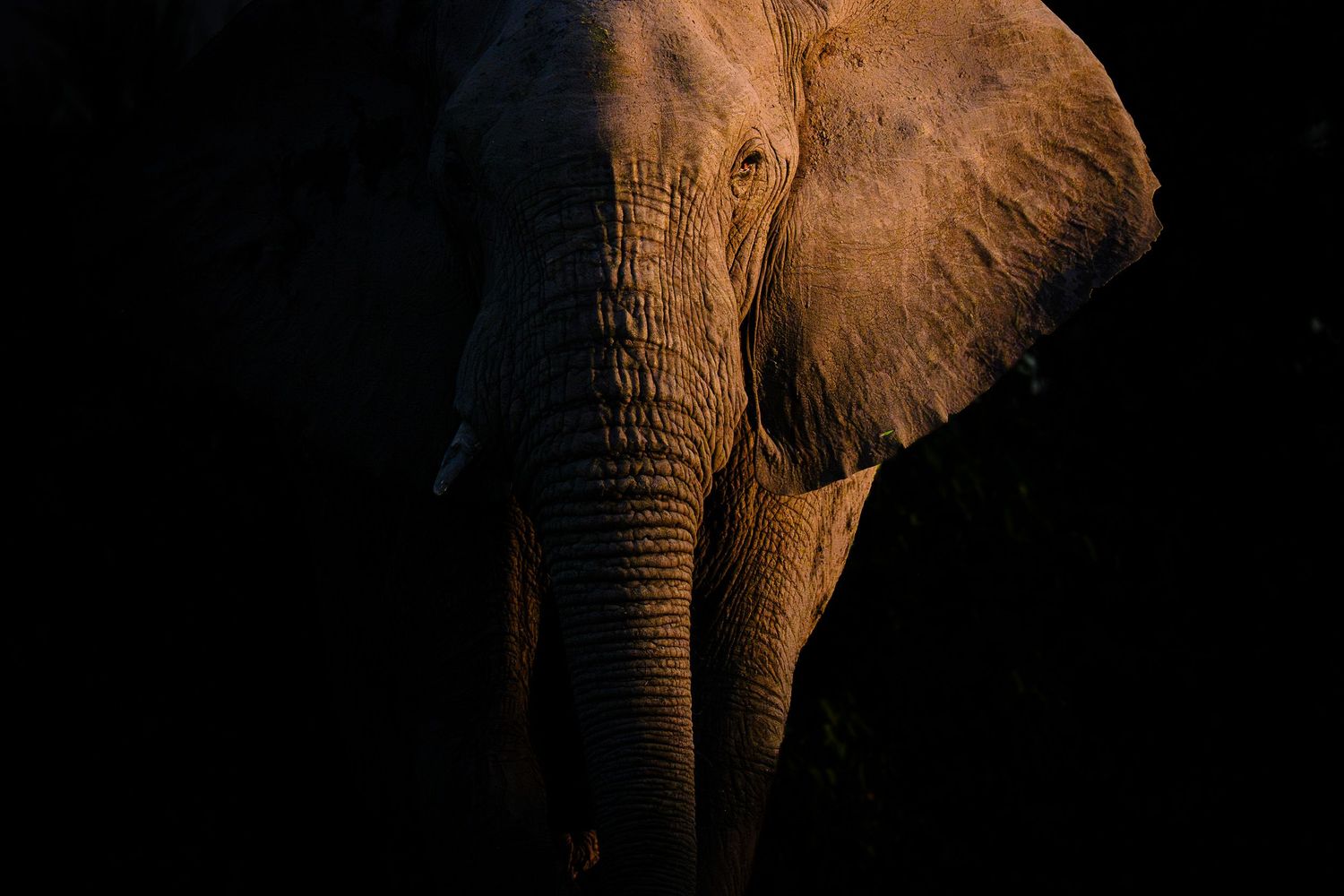 Close-up portrait of an African elephant emerging from darkness, illuminated by warm golden light highlighting its textured skin.