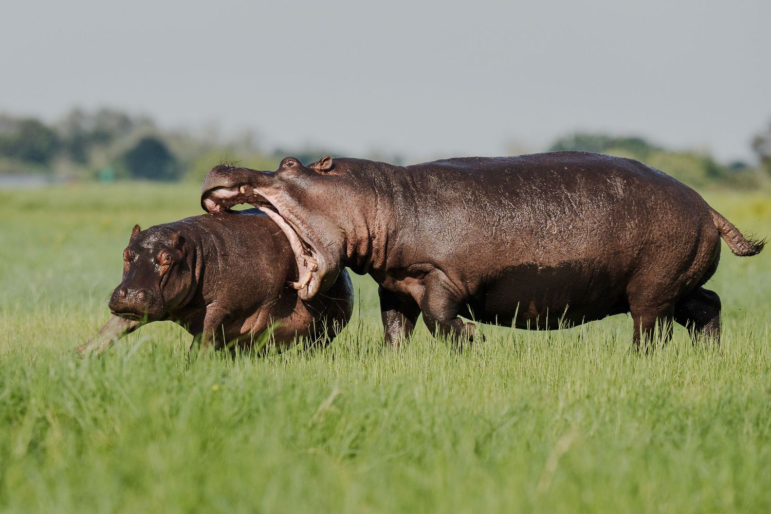 Two hippos grazing together in a lush green field under a clear sky in the African savanna.