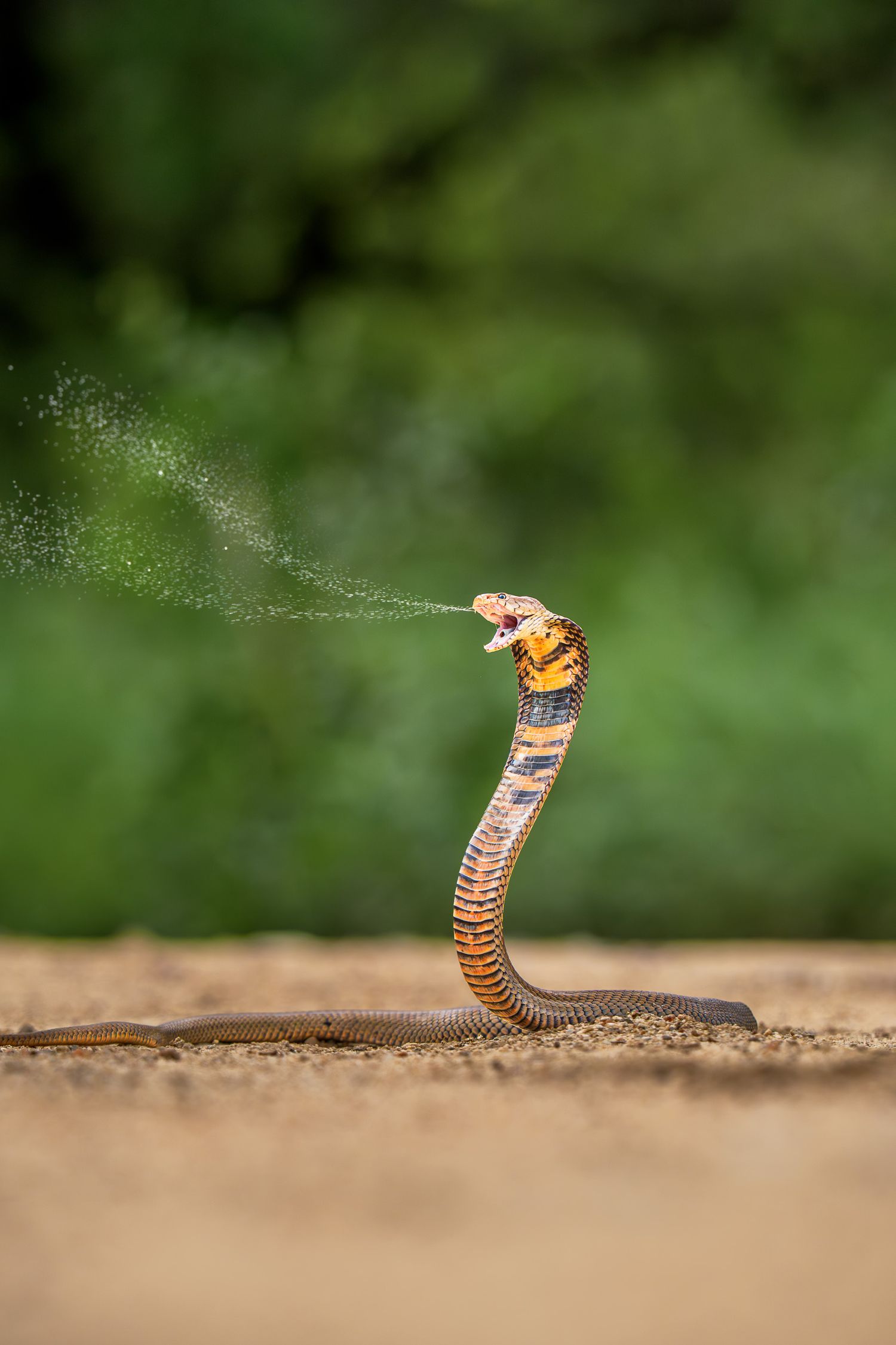 A spitting cobra rears up on sandy ground, spraying venom, with a vibrant green background.