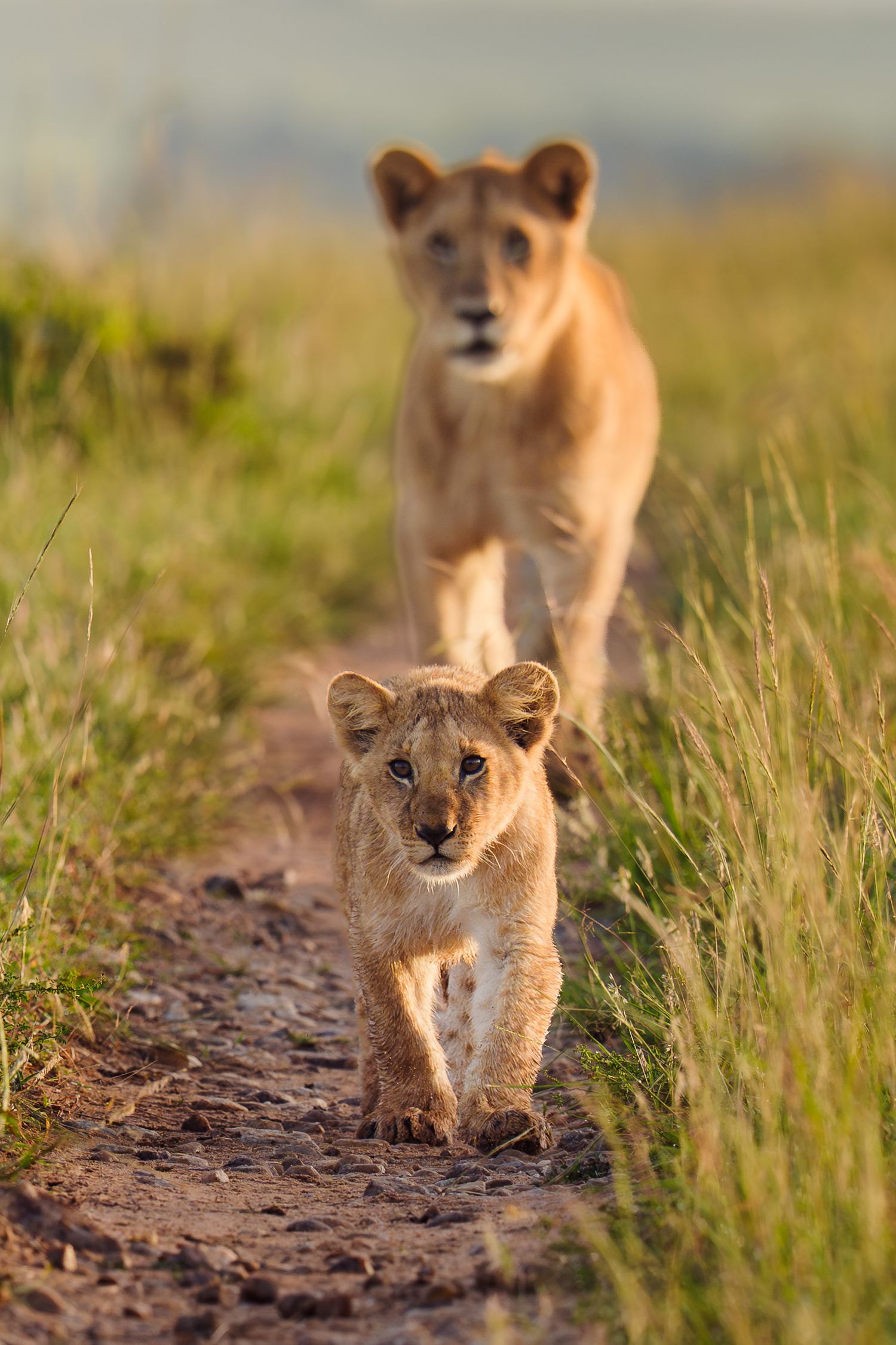Two lion cubs walking along a dirt path through tall green grass in golden sunlight.