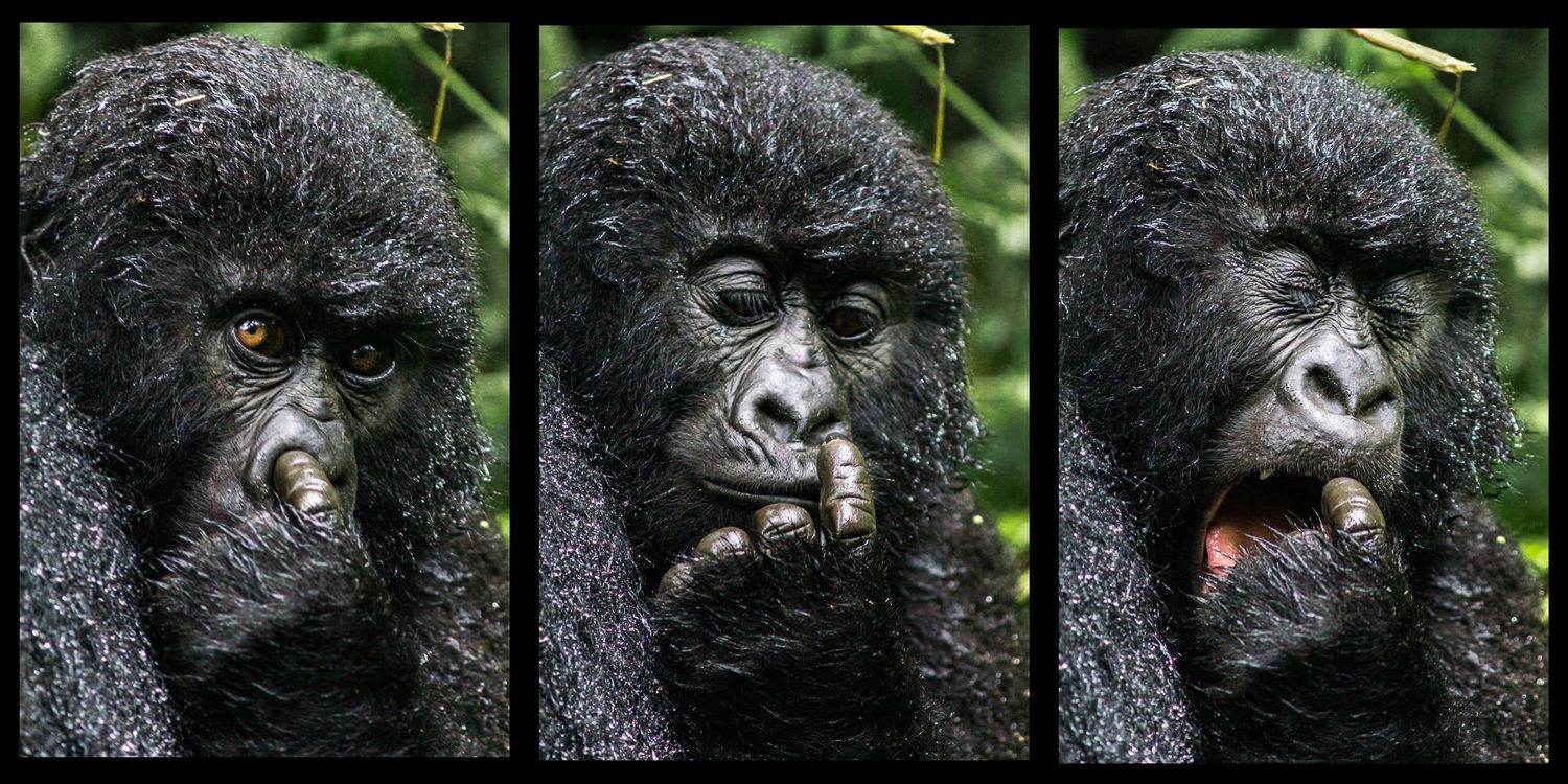 A triptych of close-up portraits of a mountain gorilla displaying three different facial expressions in lush green habitat.