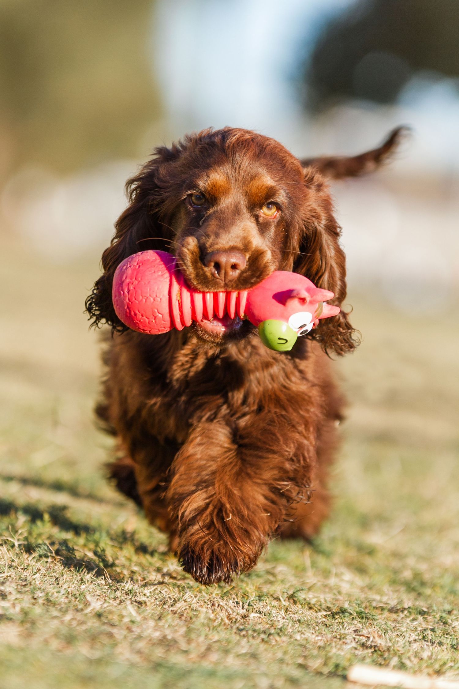 Cocker Spaniel photo taken by Nikki Taylor Pet Photography at Carrington, Newcastle NSW