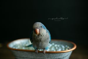 A baby blue quaker. Greenville SC boudoir photographer, Easley SC boudoir photographer, Upstate boudoir photographer.