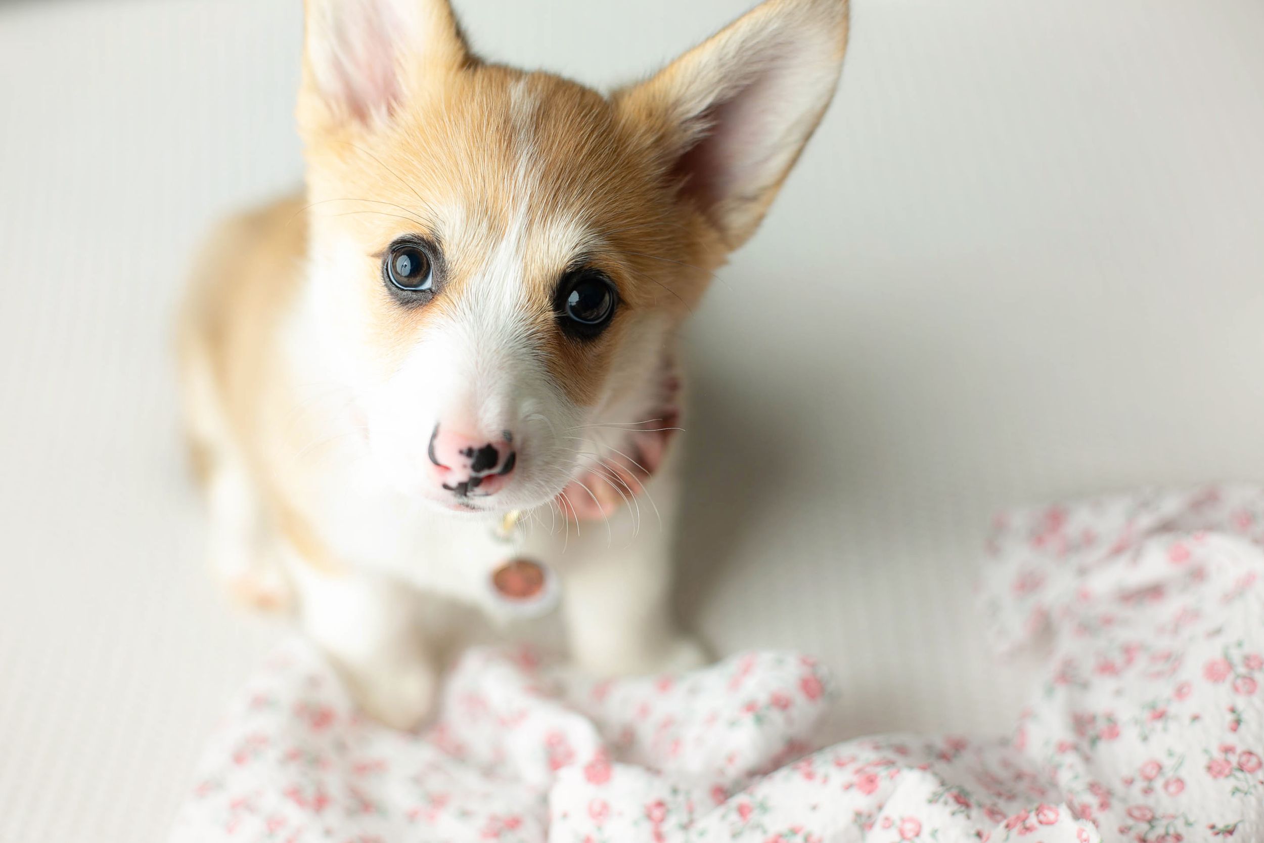 A Corgi puppy. Greenville SC boudoir photographer, Easley SC boudoir photographer, Upstate boudoir photographer.