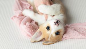 Corgi puppy. Greenville SC boudoir photographer, Easley SC boudoir photographer, Upstate boudoir photographer.