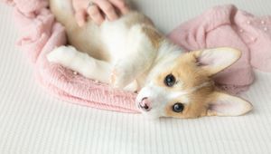 Corgi puppy in moms hands. Greenville SC boudoir photographer, Easley SC boudoir photographer, Upstate boudoir photographer.