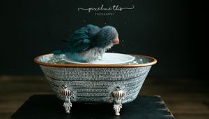 A blue quaker parrot. Greenville SC boudoir photographer, Easley SC boudoir photographer, Upstate boudoir photographer.