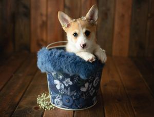 A corgi puppy in a bucket. Greenville SC boudoir photographer, Easley SC boudoir photographer, Upstate boudoir photographer.
