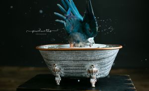 A baby blue quacker. Greenville SC boudoir photographer, Easley SC boudoir photographer, Upstate boudoir photographer.