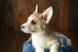A profile of a Corgi. Greenville SC boudoir photographer, Easley SC boudoir photographer, Upstate boudoir photographer.