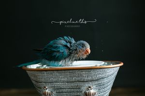 A baby Quaker parrot. Greenville SC boudoir photographer, Easley SC boudoir photographer, Upstate boudoir photographer.