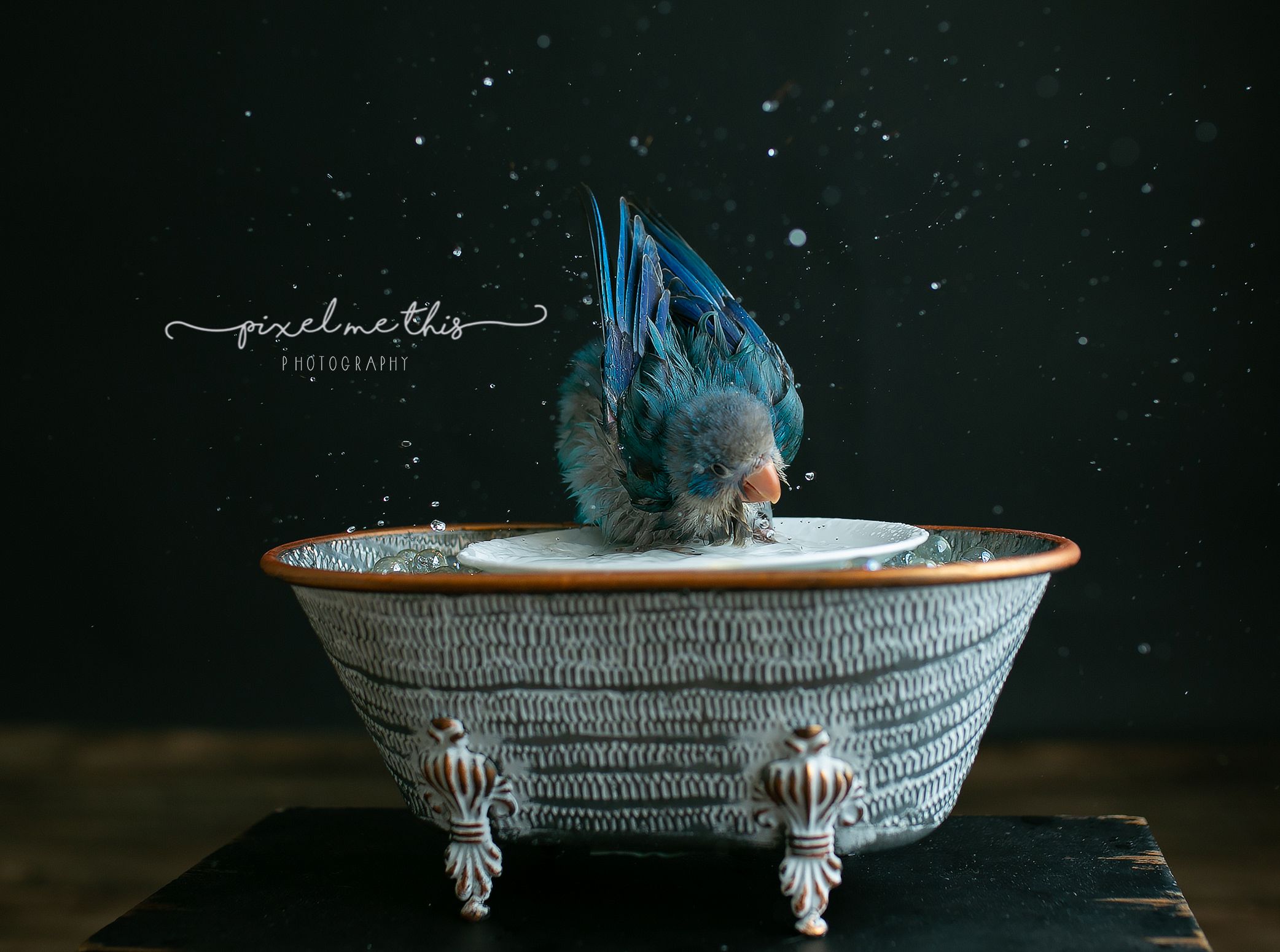 blue Quaker bird in image. Greenville SC boudoir photographer, Easley SC boudoir photographer, Upstate boudoir photographer.