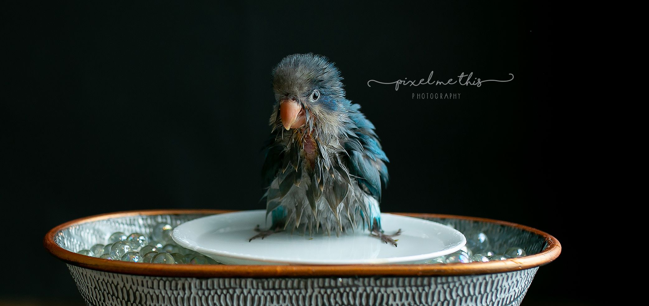 A wet quaker parrot. Greenville SC boudoir photographer, Easley SC boudoir photographer, Upstate boudoir photographer.