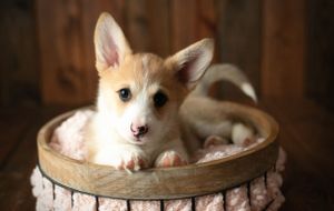 A corgi puppy. Greenville SC boudoir photographer, Easley SC boudoir photographer, Upstate boudoir photographer.