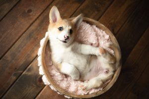 A corgi in a basket. Greenville SC boudoir photographer, Easley SC boudoir photographer, Upstate boudoir photographer.