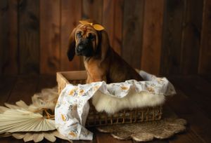 A hound dog puppy in a basket. Greenville SC boudoir photographer, Easley SC boudoir photographer, Upstate boudoir photographer.