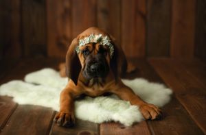A hound dog puppy. Greenville SC boudoir photographer, Easley SC boudoir photographer, Upstate boudoir photographer.