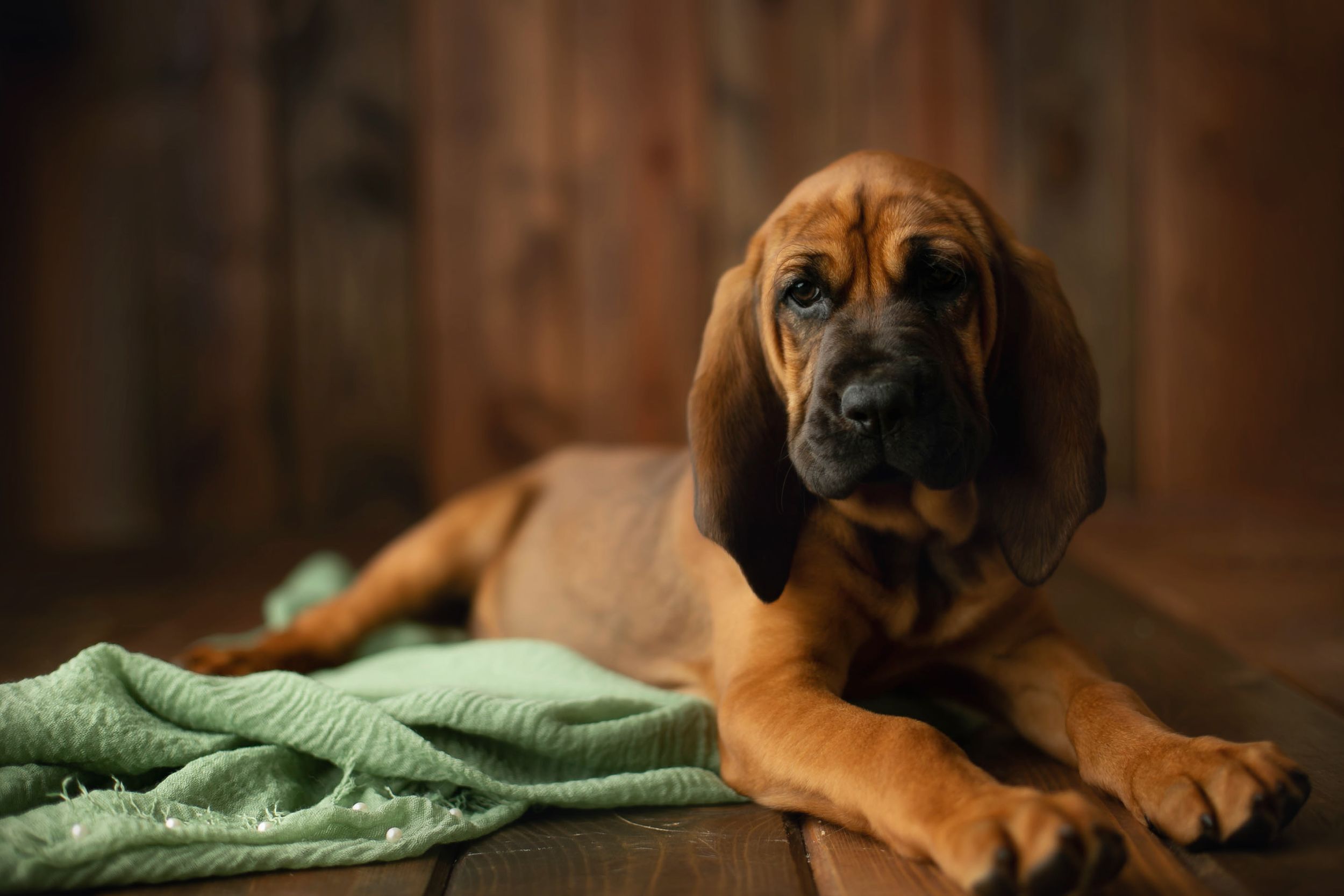 A Hound dog puppy. Greenville SC boudoir photographer, Easley SC boudoir photographer, Upstate boudoir photographer.