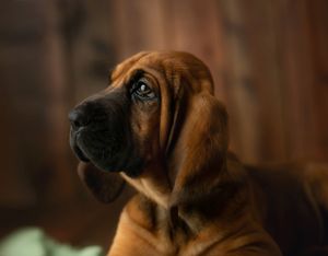 A profile of a hound dog. Greenville SC boudoir photographer, Easley SC boudoir photographer, Upstate boudoir photographer.