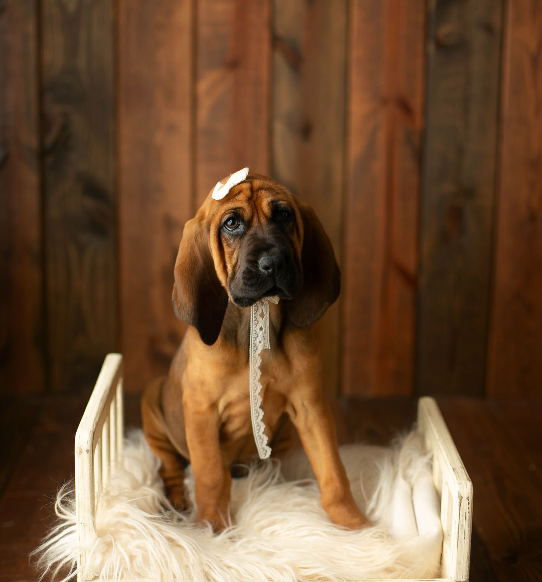 A cute hound dog, Greenville SC boudoir photographer, Easley SC boudoir photographer, Upstate boudoir photographer.
