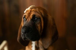 A puppy hound dog. Greenville SC boudoir photographer, Easley SC boudoir photographer, Upstate boudoir photographer.