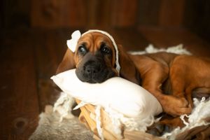 A hound dog puppy. Greenville SC boudoir photographer, Easley SC boudoir photographer, Upstate boudoir photographer.