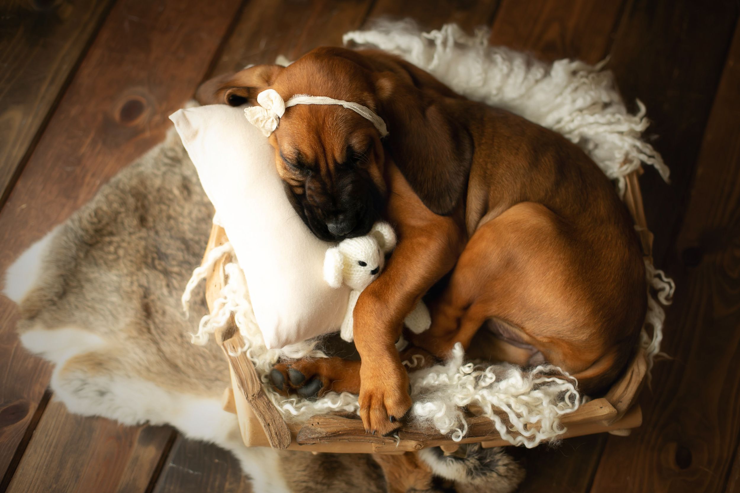 A hound Dog puppy. Greenville SC boudoir photographer, Easley SC boudoir photographer, Upstate boudoir photographer.