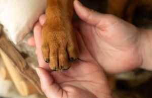 A upclose paw shot. Greenville SC boudoir photographer, Easley SC boudoir photographer, Upstate boudoir photographer.