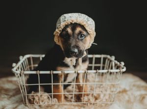 A puppy with a bonnet on. Greenville SC boudoir photographer, Easley SC boudoir photographer, Upstate boudoir photographer.