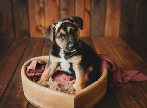 A German Shepherd puppy. Greenville SC boudoir photographer, Easley SC boudoir photographer, Upstate boudoir photographer.