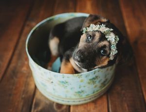 A puppy looking up. Greenville SC boudoir photographer, Easley SC boudoir photographer, Upstate boudoir photographer.
