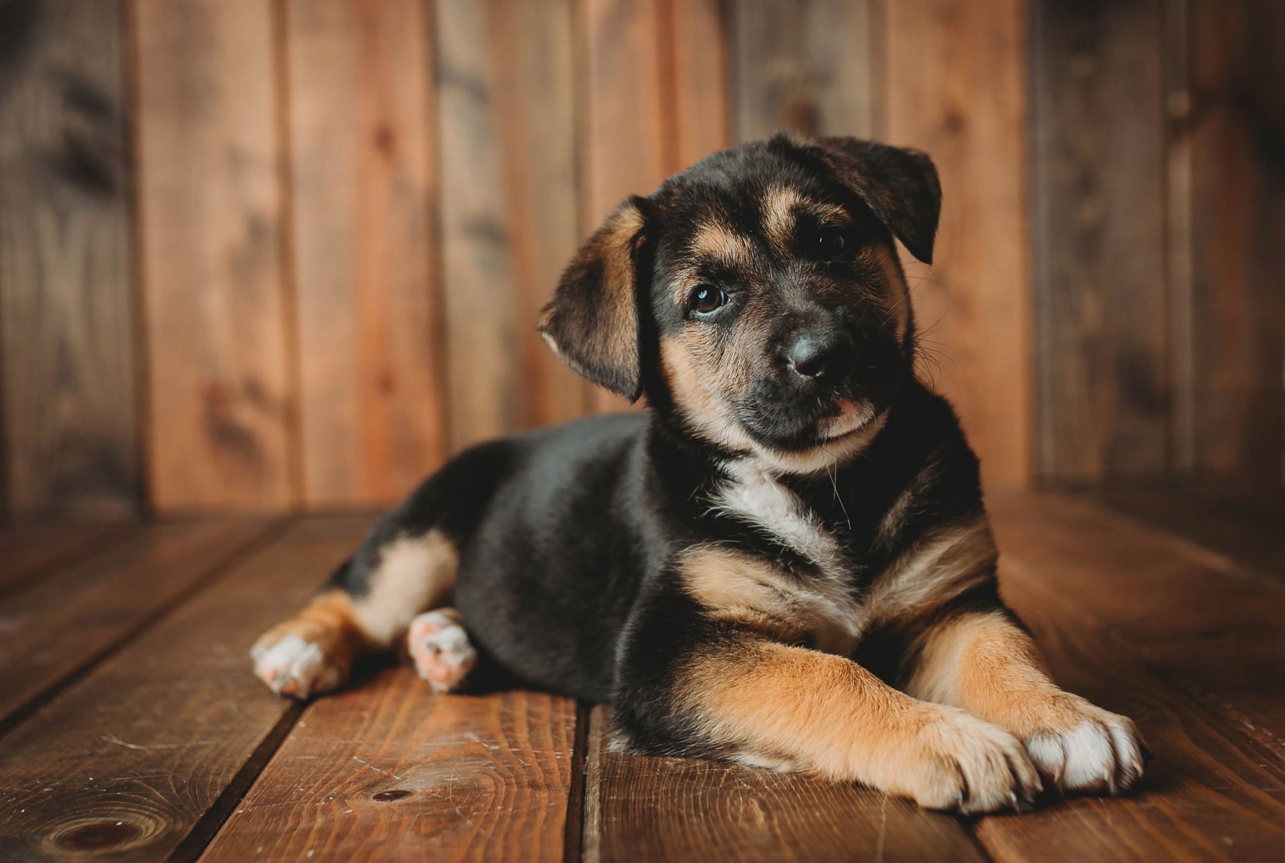 A puppy German Shepherd. Greenville SC boudoir photographer, Easley SC boudoir photographer, Upstate boudoir photographer.