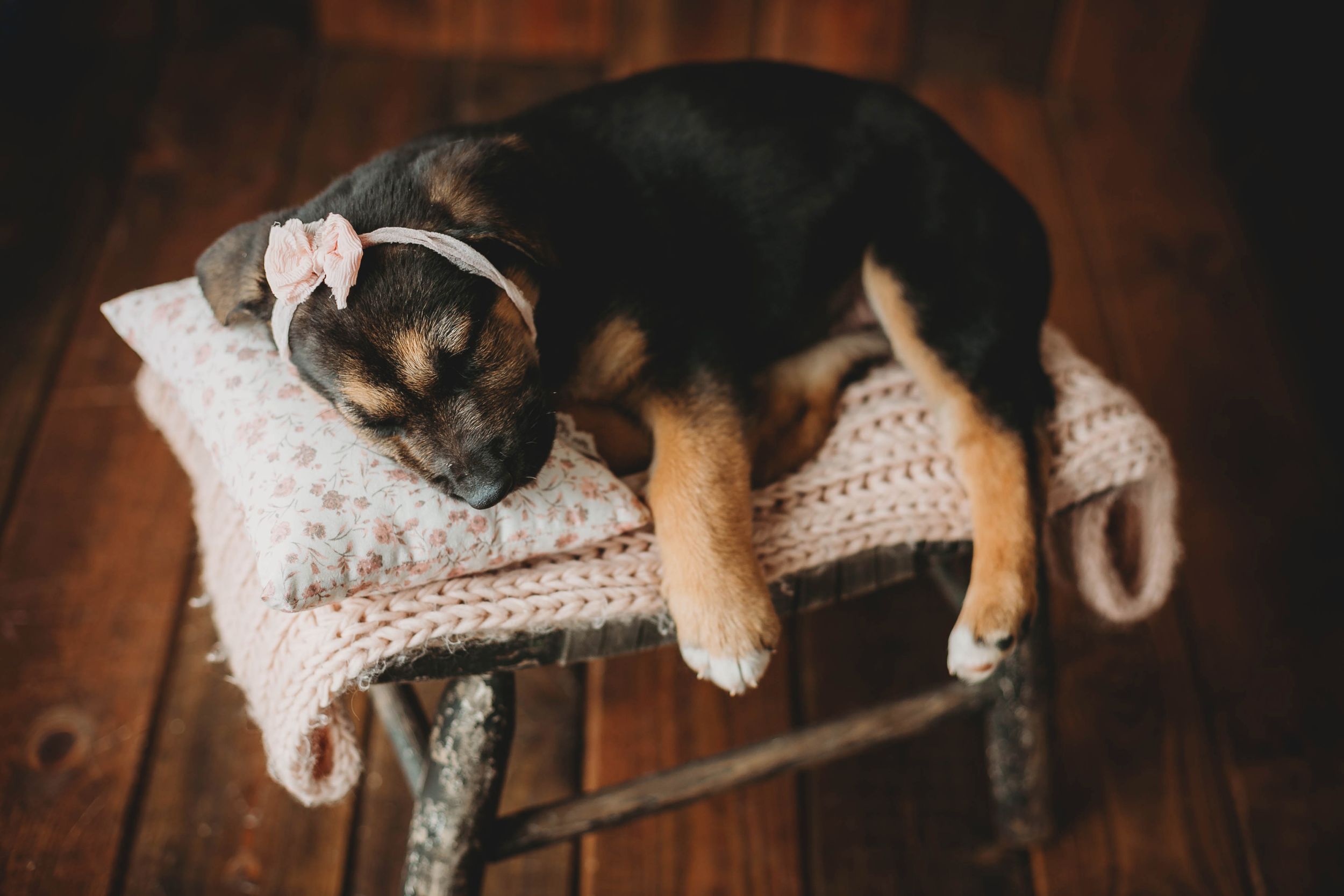 A Puppy German Shepherd. Greenville SC boudoir photographer, Easley SC boudoir photographer, Upstate boudoir photographer.