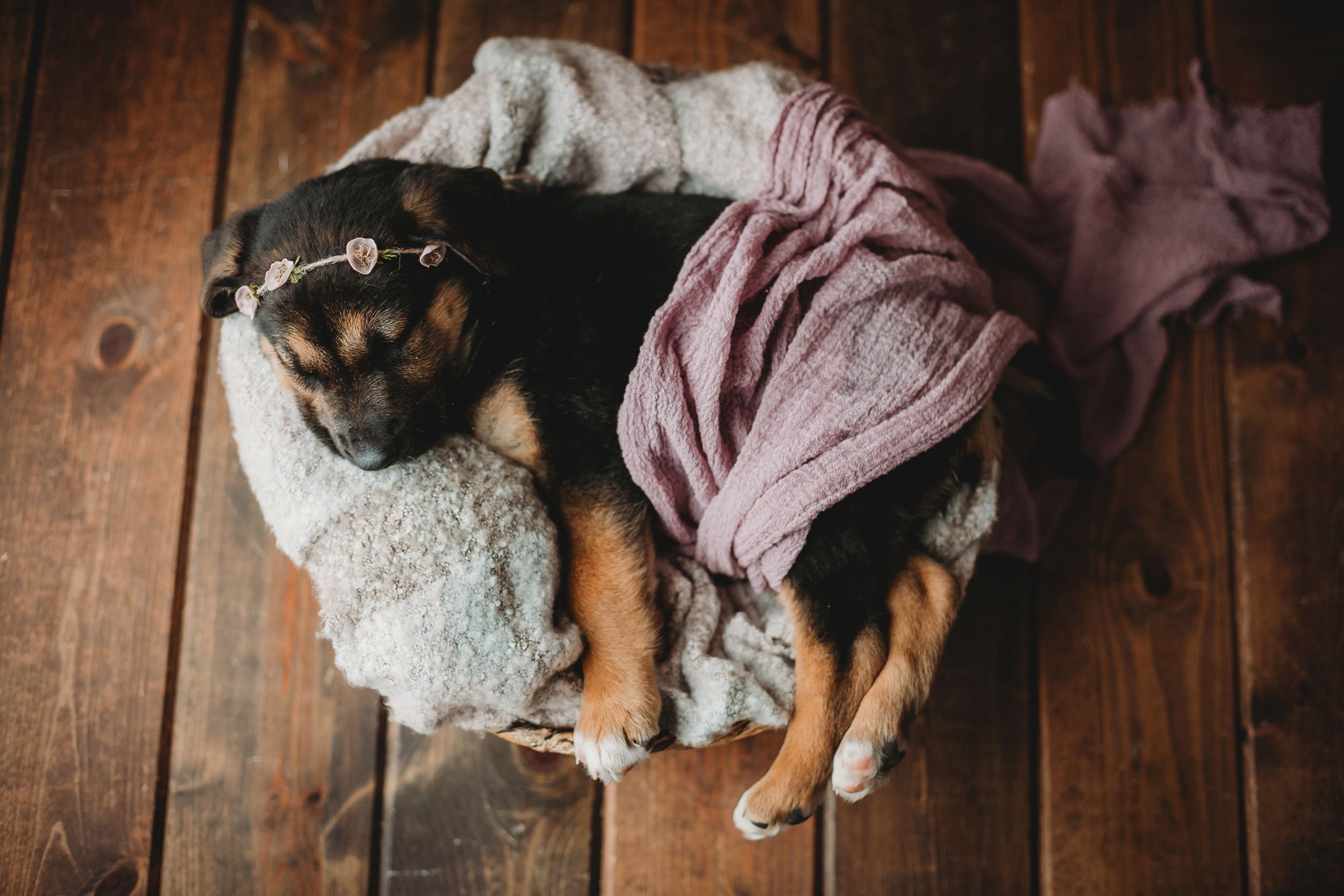 A German Shepherd puppy. Greenville SC boudoir photographer, Easley SC boudoir photographer, Upstate boudoir photographer.