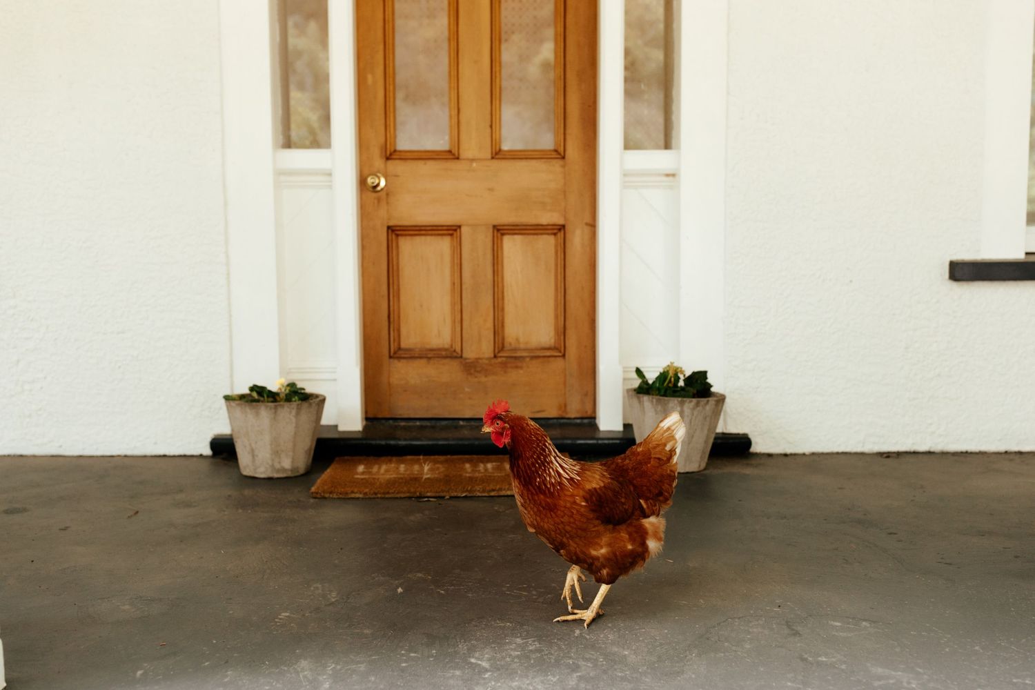 A brown chicken stands in front of a wooden door with potted plants.