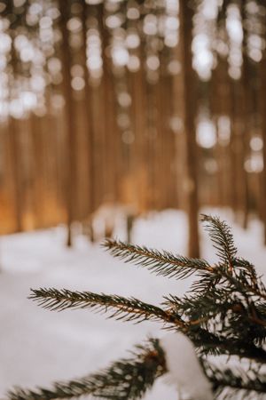 Pine branches in focus with a blurred snowy forest background creating bokeh effect.