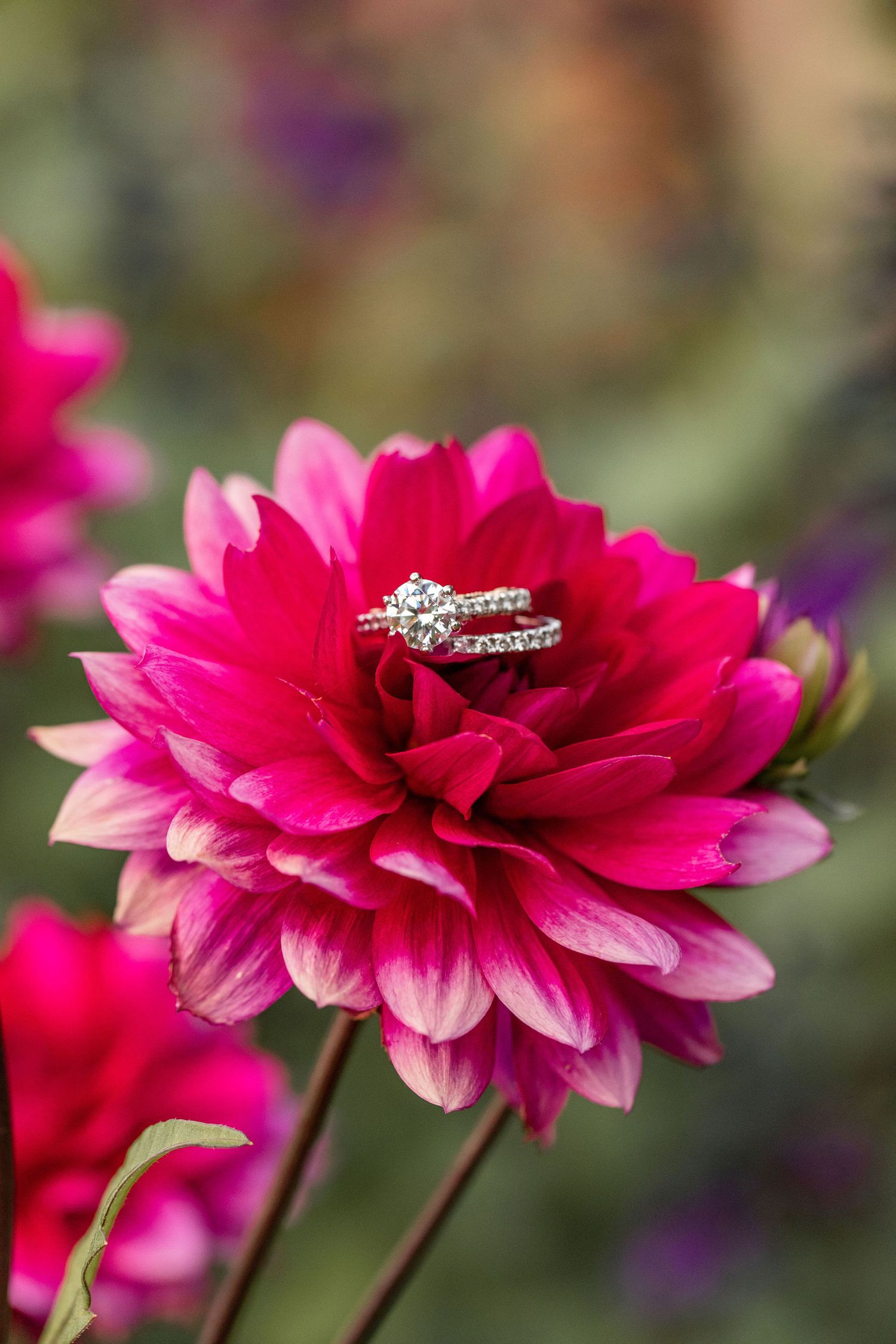 Diamond wedding rings displayed on vibrant pink dahlia flower.
