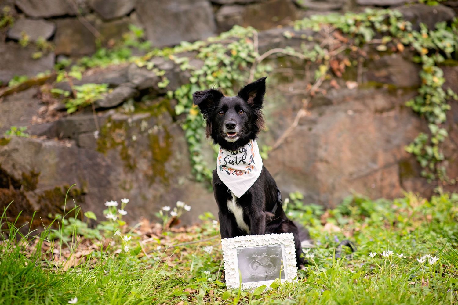 Black and white dog wearing a bandana sits outdoors with a framed photo announcement.