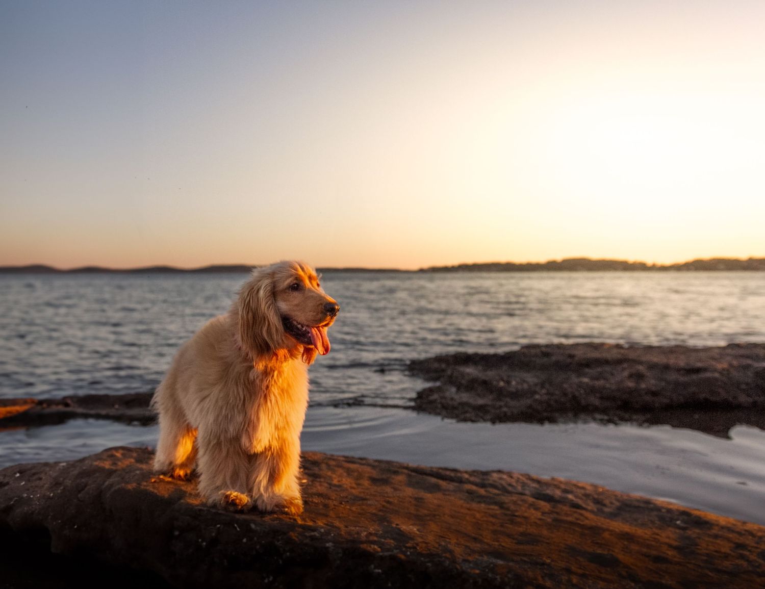 Affordable Dog Photography packges by Nikki Taylor Pet Photography in Newcastle, NSW